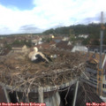 09_50-nest.jpg
