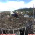 10_00-nest.jpg