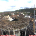 10_05-nest.jpg