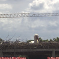 10_15-mast.jpg