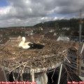 10_15-nest.jpg
