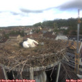 10_20-nest.jpg