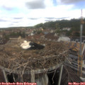 10_25-nest.jpg