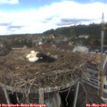 10_30-nest.jpg