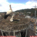 10_50-nest.jpg