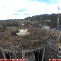 10_55-nest.jpg
