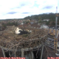 11_00-nest.jpg