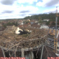 11_05-nest.jpg