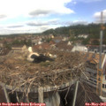 11_15-nest.jpg
