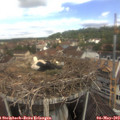 11_20-nest.jpg