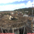 11_25-nest.jpg