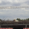 11_35-mast.jpg