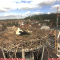 11_35-nest.jpg