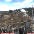 11_50-nest.jpg