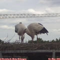 11_55-mast.jpg