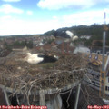 11_55-nest.jpg