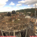 12_05-nest.jpg