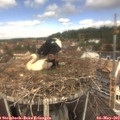 12_10-nest.jpg