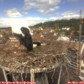 12_15-nest.jpg