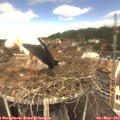 12_20-nest.jpg