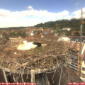 12_35-nest.jpg