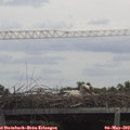 12_45-mast.jpg