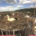 12_50-nest.jpg