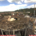 12_55-nest.jpg
