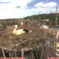 13_05-nest.jpg