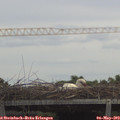 13_15-mast.jpg