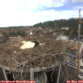13_15-nest.jpg