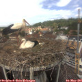 13_20-nest.jpg