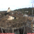 13_25-nest.jpg