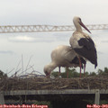13_30-mast.jpg