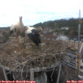 13_30-nest.jpg