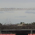 13_40-mast.jpg