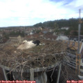 13_40-nest.jpg