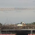13_45-mast.jpg