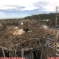 13_50-nest.jpg