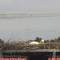 13_55-mast.jpg