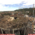 13_55-nest.jpg