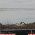 14_00-mast.jpg