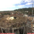 14_05-nest.jpg
