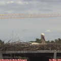 14_10-mast.jpg