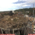 14_15-nest.jpg