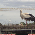 14_20-mast.jpg