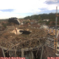 14_20-nest.jpg