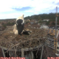 14_25-nest.jpg