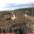14_40-nest.jpg