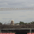 14_45-mast.jpg